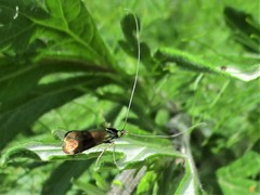 Nemophora prodigella
