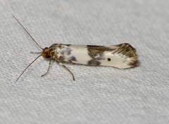 Enolmis acanthella