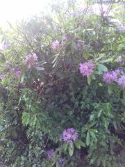 Rhododendron ponticum