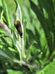 Nemophora prodigella