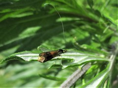 Nemophora prodigella