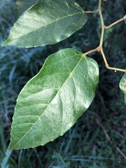 Cissus antarctica
