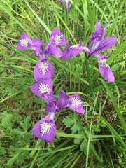 Iris tenax