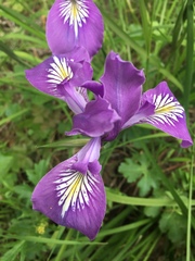 Iris tenax