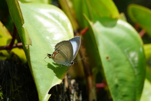 Hypolycaena alcestis