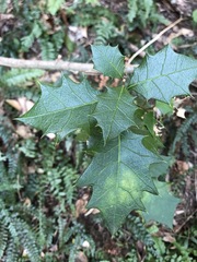 Alchornea ilicifolia