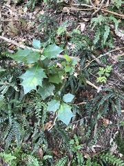 Alchornea ilicifolia