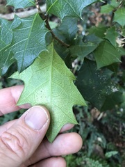 Alchornea ilicifolia