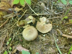Entoloma clypeatum