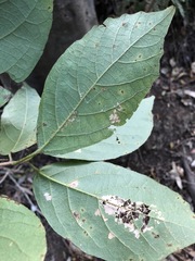 Mallotus claoxyloides