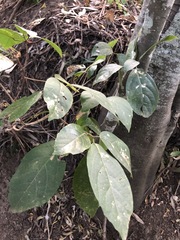 Mallotus claoxyloides