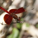 Neurothemis - Photo (c) marcel-silvius, some rights reserved (CC BY-NC)