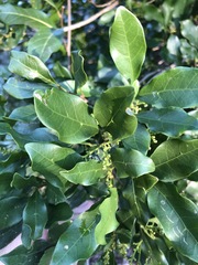 Toechima tenax