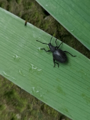 Otiorhynchus anthracinus