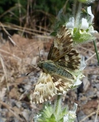 Muschampia lavatherae