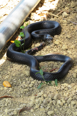 Hierophis viridiflavus carbonarius