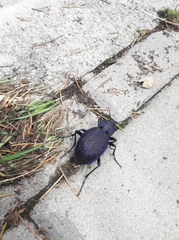 Carabus scabrosus