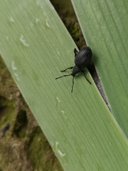 Otiorhynchus anthracinus