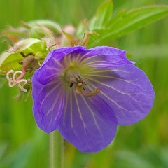 Geranium