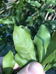 Toechima tenax
