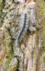 Thaumetopoea processionea