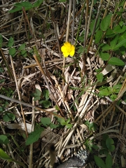Ranunculus auricomus