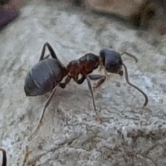 Lasius