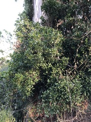 Toechima tenax