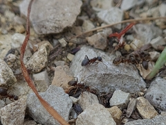 Lasius