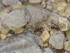 Lasius