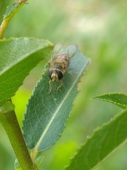 Eupeodes corollae