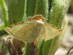 Stegania trimaculata