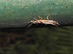 Cranopygia