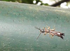 Cranopygia