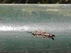 Cranopygia