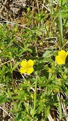 Potentilla erecta