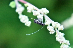 Adela septentrionella