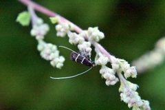 Adela septentrionella