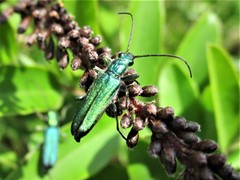 Anogcodes seladonius