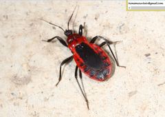 Haematoloecha limbata