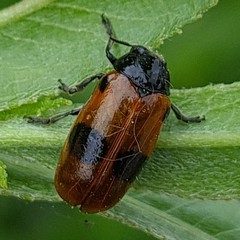 Clytra laeviuscula