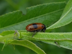 Clytra laeviuscula