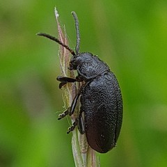 Galeruca tanaceti