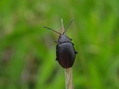 Galeruca tanaceti