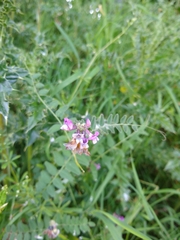 Vicia sepium
