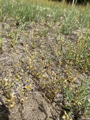 Cerastium semidecandrum