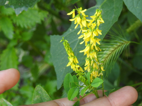 Image of Melilotus segetalis by (c) Aissa Djamel Filali, some rights reserved (CC BY-SA)