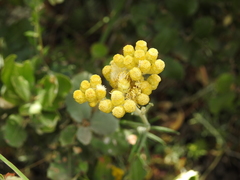 Helichrysum pendulum