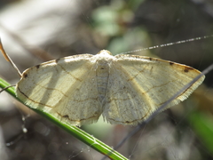 Stegania trimaculata