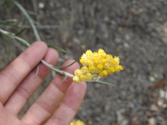 Helichrysum pendulum